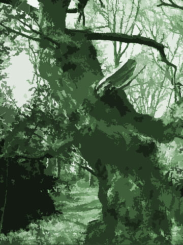 An Ent in the Old Forest (Moseley Bog, Birmingham).