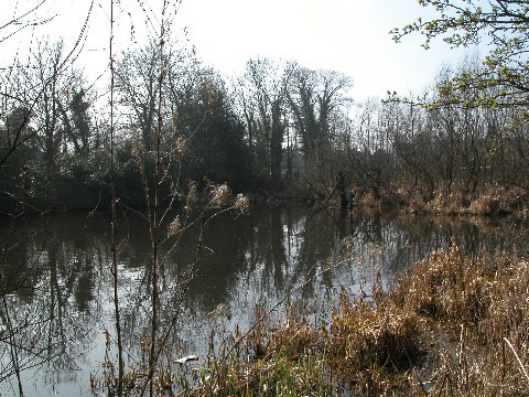 The Old Mill Pond